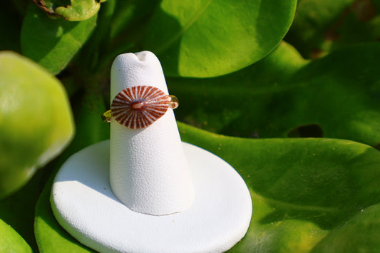 STRIPENED 'OPIHI 'AWA RING