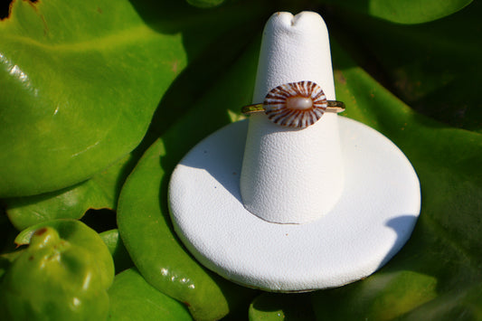 SMOOTH WHITE-EYE 'OPIHI 'AWA RING